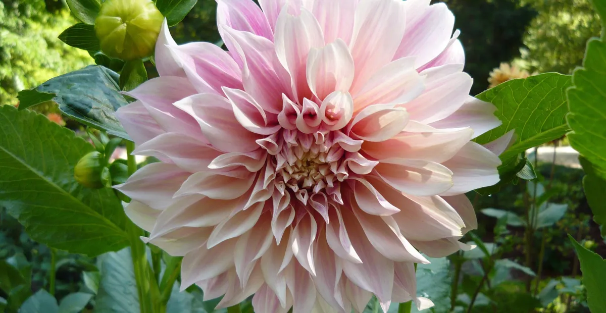 Dahlia 'Cafe Au Lait' – plant photo