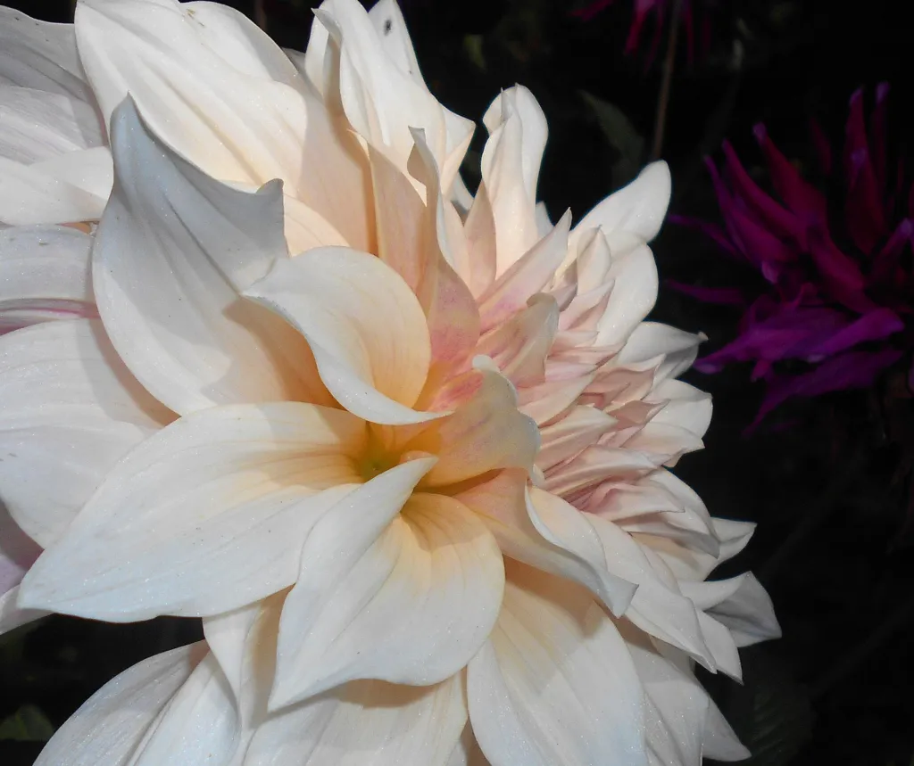 Dahlie 'Cafe Au Lait' (Dahlia 'Cafe Au Lait') – typisches Erscheinungsbild, Pflanzenfoto