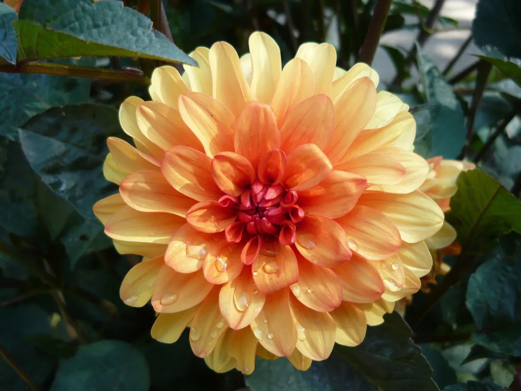 Georgína 'David Howard' (Dahlia 'David Howard') – typický vzhľad, fotografia rastliny