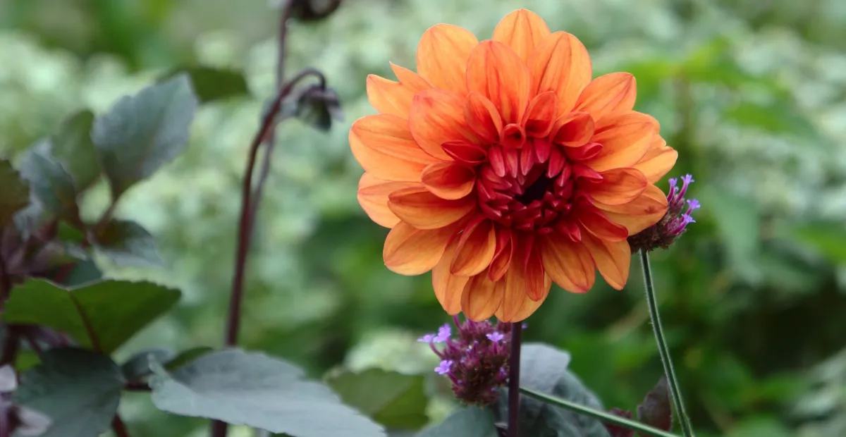 Dahlia 'David Howard' – plant photo