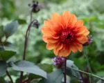 Dahlia ‘David Howard’
