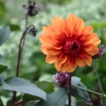 Dahlia ‘David Howard’ (Dahlia 'David Howard') – plant photo