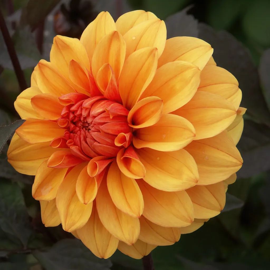 Georgína 'David Howard' (Dahlia 'David Howard') – v záhrade, fotografia rastliny