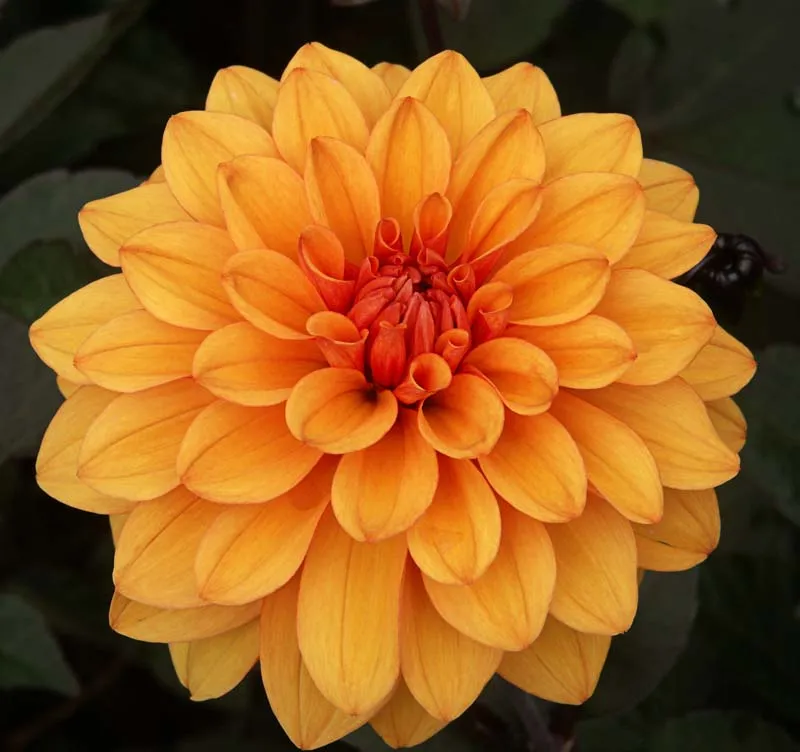 Georgína 'David Howard' (Dahlia 'David Howard') – v záhrade, fotografia rastliny