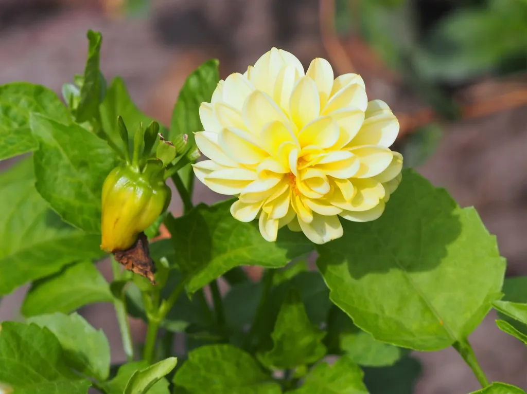 Dahlie 'Franz Kafka' (Dahlia 'Franz Kafka') – im Garten, Pflanzenfoto