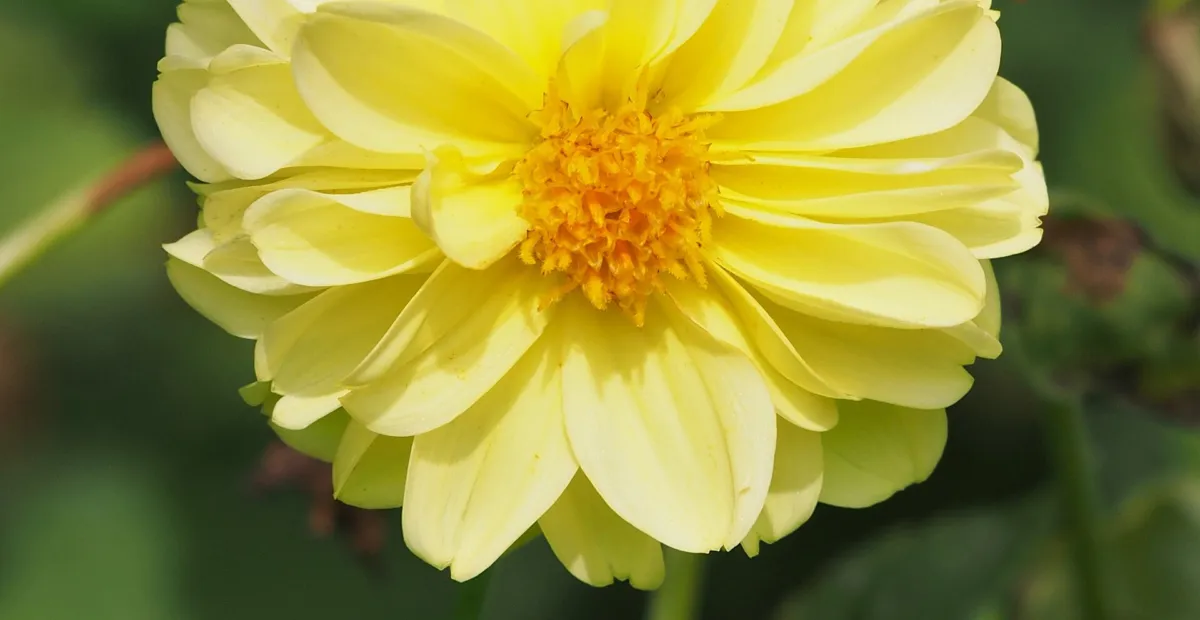 Dahlia 'Franz Kafka' – plant photo