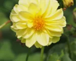 Dahlia ‘Franz Kafka’