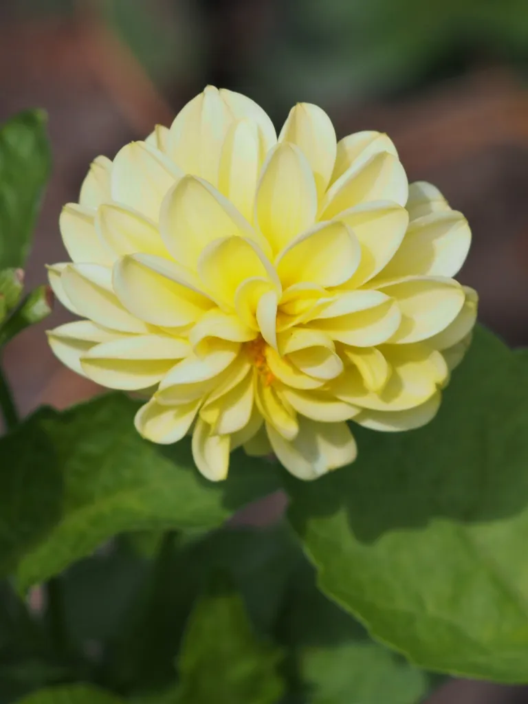 Dahlie 'Franz Kafka' (Dahlia 'Franz Kafka') – im Garten, Pflanzenfoto
