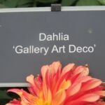 Dahlia ‘Gallery Art Deco’ (Dahlia 'Gallery Art Deco') – Pflanzenfoto