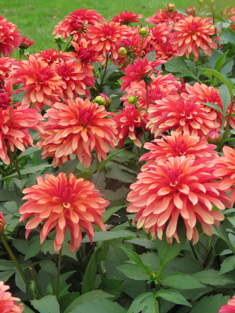 Dahlia ‘Gallery Art Deco’ (Dahlia 'Gallery Art Deco') – characteristic appearance