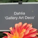 Dahlia ‘Gallery Art Deco’ (Dahlia 'Gallery Art Deco') – plant photo