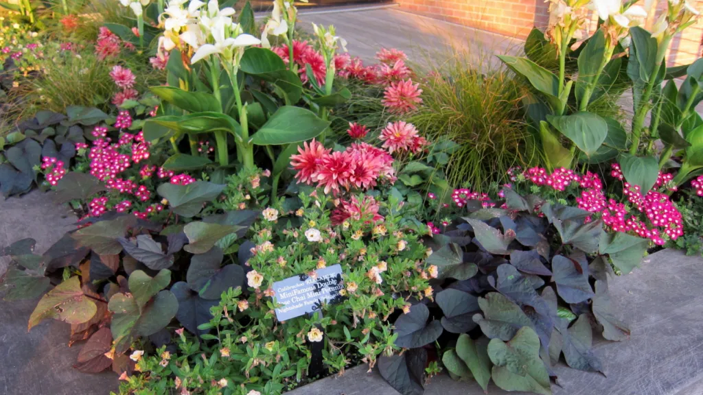 Dahlia ‘Gallery Art Deco’ (Dahlia 'Gallery Art Deco') – characteristic appearance