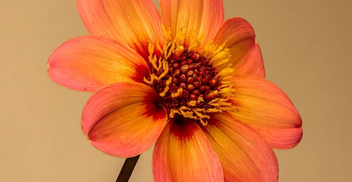 Dahlia 'Happy Single' – fotografia rastliny