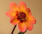 Dahlia ‘Happy Single’