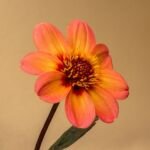 Dahlia 'Happy Single' – fotografia rastliny