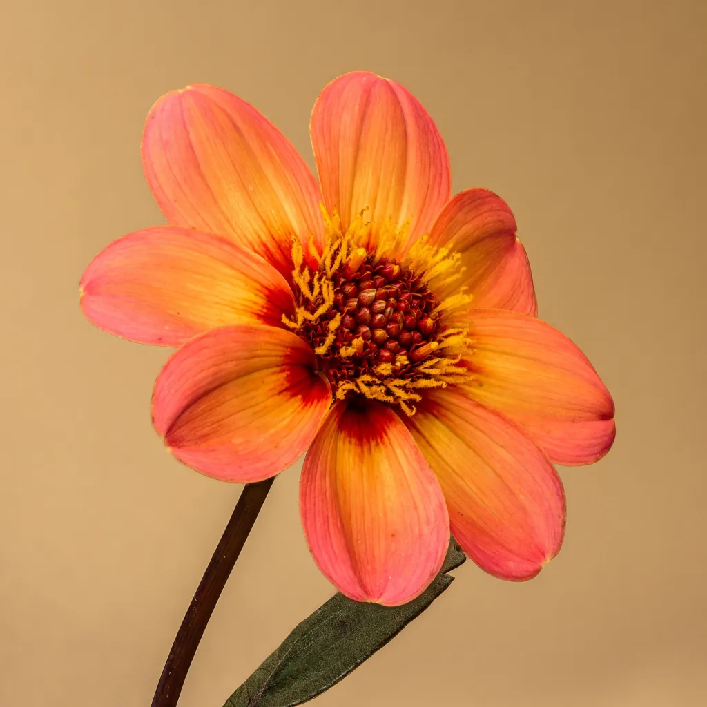 Dahlia 'Happy Single' – kvety zblízka, fotografia rastliny