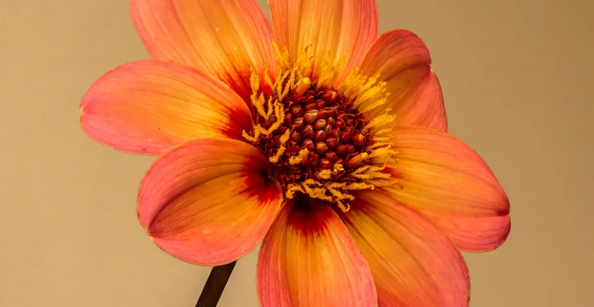 Dahlia 'Happy Single' – plant photo