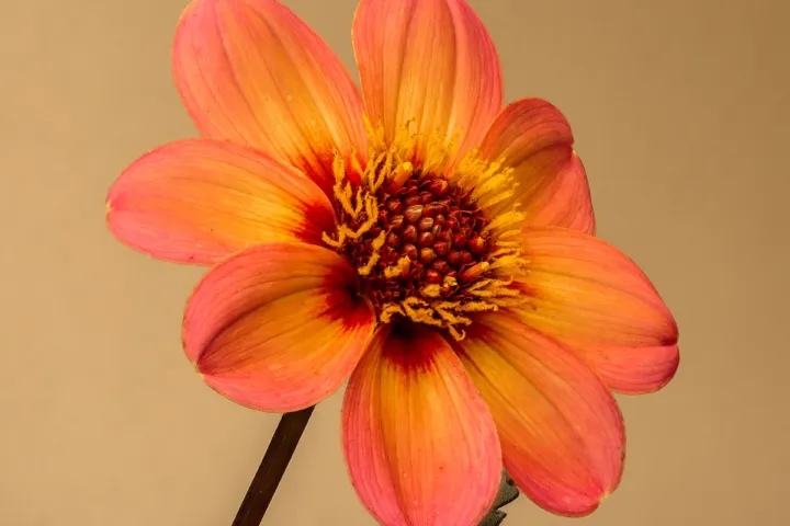 Dahlia 'Happy Single'