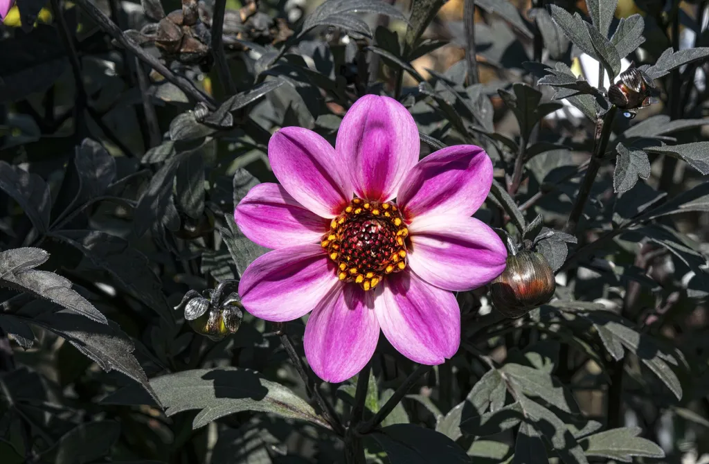 Dahlia 'Happy Single' – kvety zblízka, fotografia rastliny