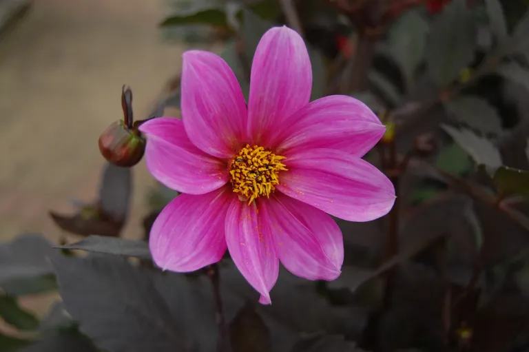 Dahlia ‘Happy Single’ (Dahlia 'Happy Single') – in a garden setting, plant photo