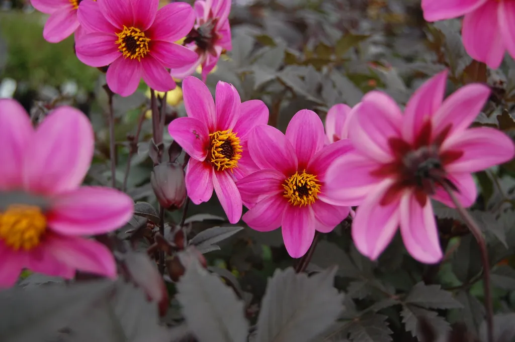 Dahlia 'Happy Single' – v záhrade, fotografia rastliny