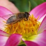 Dahlia ‘Honka’ (Dahlia 'Honka') – Pflanzenfoto