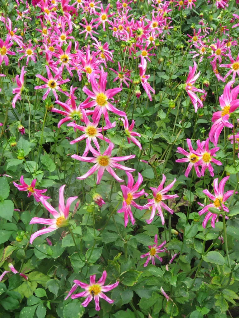 Dahlia ‘Honka’ (Dahlia 'Honka') – characteristic appearance, plant photo