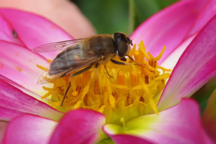 Dahlia 'Honka'