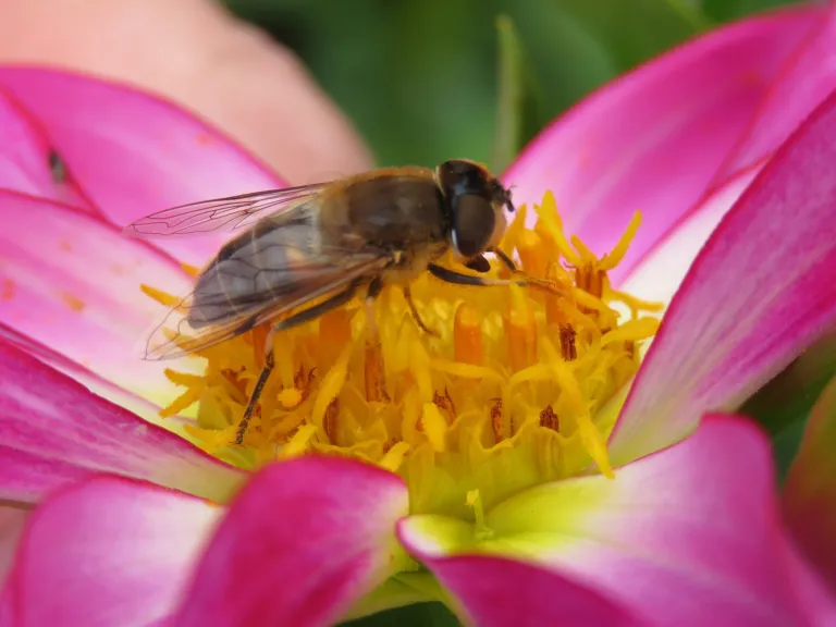 Dahlia 'Honka'