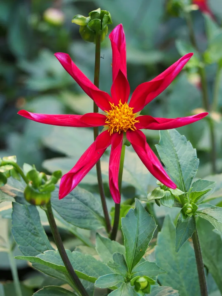 Dahlia ‘Honka’ (Dahlia 'Honka') – flowers in close-up, plant photo