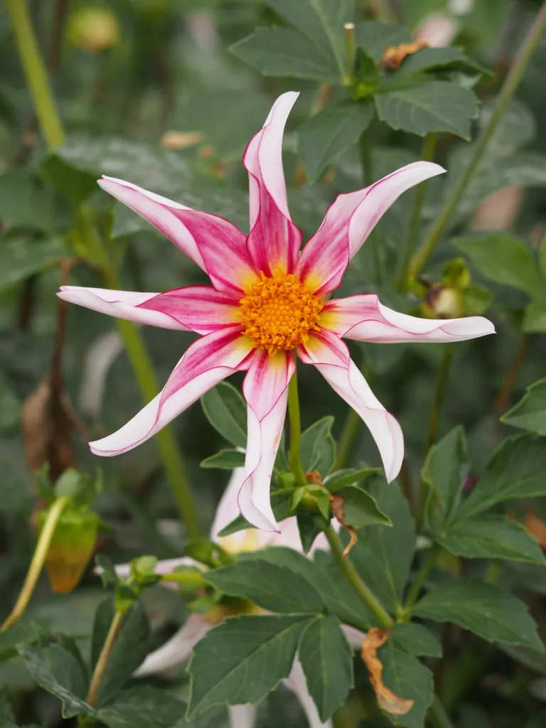 Dahlia ‘Honka’ (Dahlia 'Honka') – flowers in close-up, plant photo