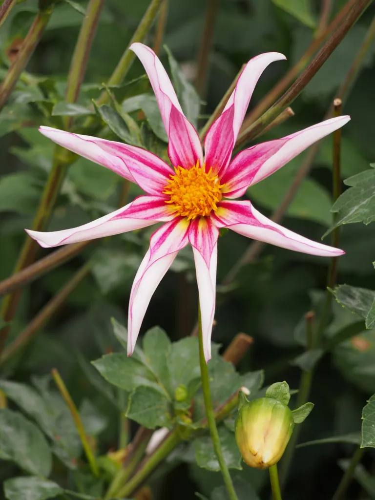 Dahlia ‘Honka’ (Dahlia 'Honka') – flowers in close-up, plant photo