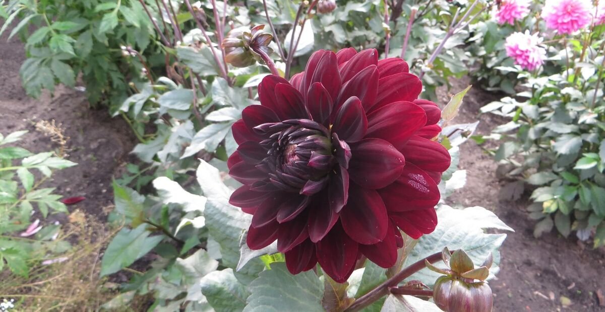 Dahlia 'Karma Choc' – Pflanzenfoto
