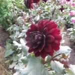 Dahlia 'Karma Choc' – Pflanzenfoto