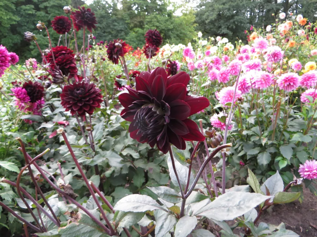 Dahlia ‘Karma Choc’ (Dahlia 'Karma Choc') – in a garden setting, plant photo