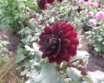 Dahlia ‘Karma Choc’