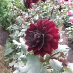 Dahlia ‘Karma Choc’ (Dahlia 'Karma Choc') – plant photo