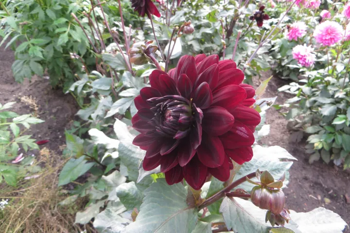 Dahlia 'Karma Choc'