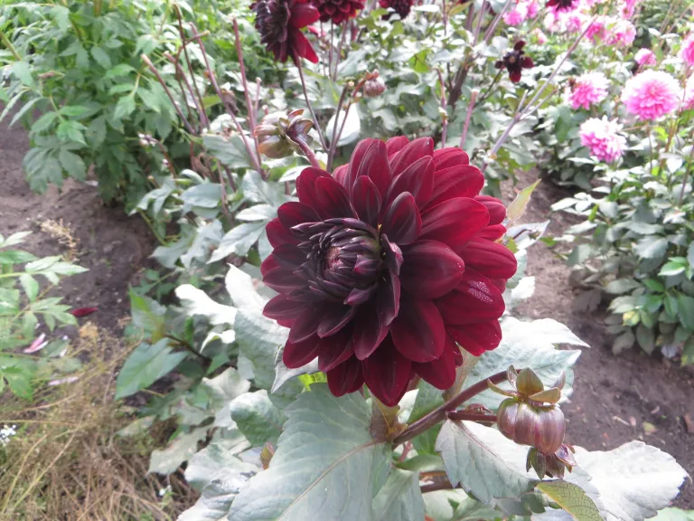 Dahlia 'Karma Choc'