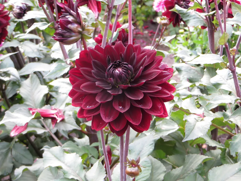Dahlia ‘Karma Choc’ (Dahlia 'Karma Choc') – in a garden setting, plant photo