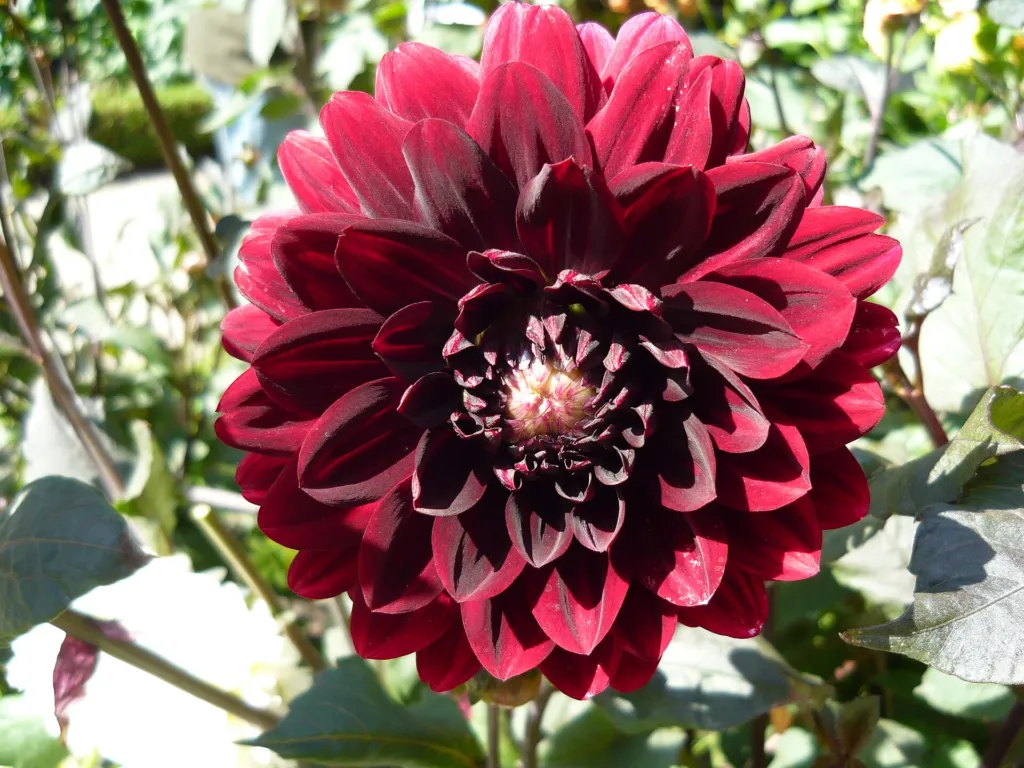 Dahlia ‘Karma Choc’ (Dahlia 'Karma Choc') – characteristic appearance, plant photo