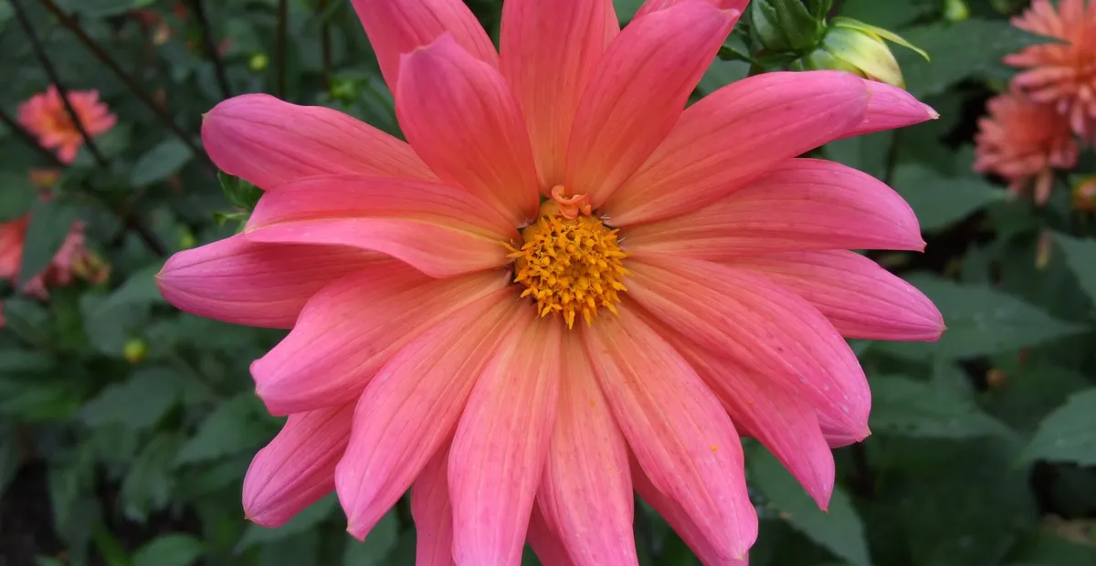 Dahlia 'Karma Fuchsiana' – plant photo