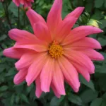 Dahlia ‘Karma Fuchsiana’ (Dahlia 'Karma Fuchsiana') – plant photo