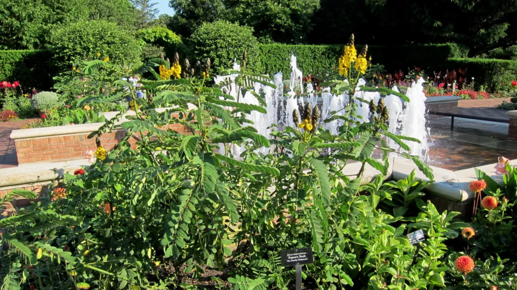 Dahlia ‘Maarn’ (Dahlia 'Maarn') – characteristic appearance, plant photo