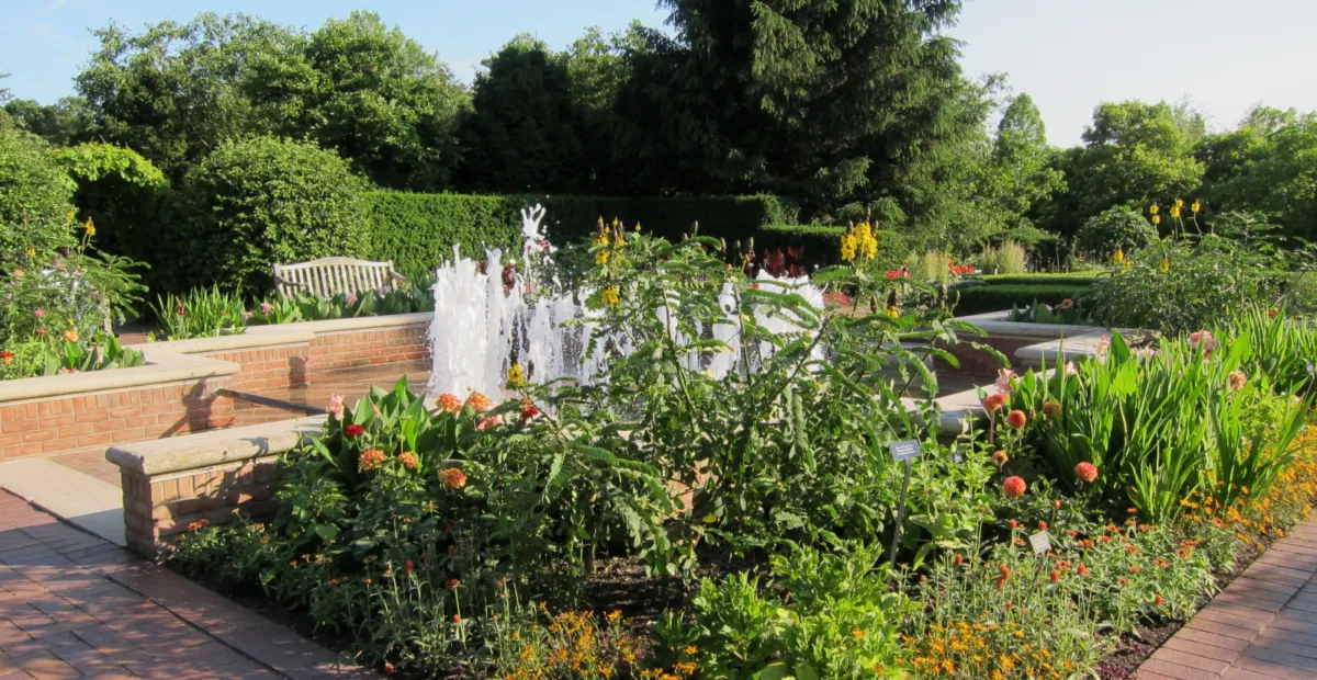 Dahlia 'Maarn' – plant photo
