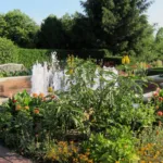 Dahlia ‘Maarn’ (Dahlia 'Maarn') – plant photo