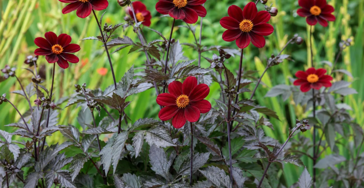 Dahlia 'Mexican Star' – Pflanzenfoto