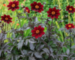 Dahlia ‘Mexican Star’