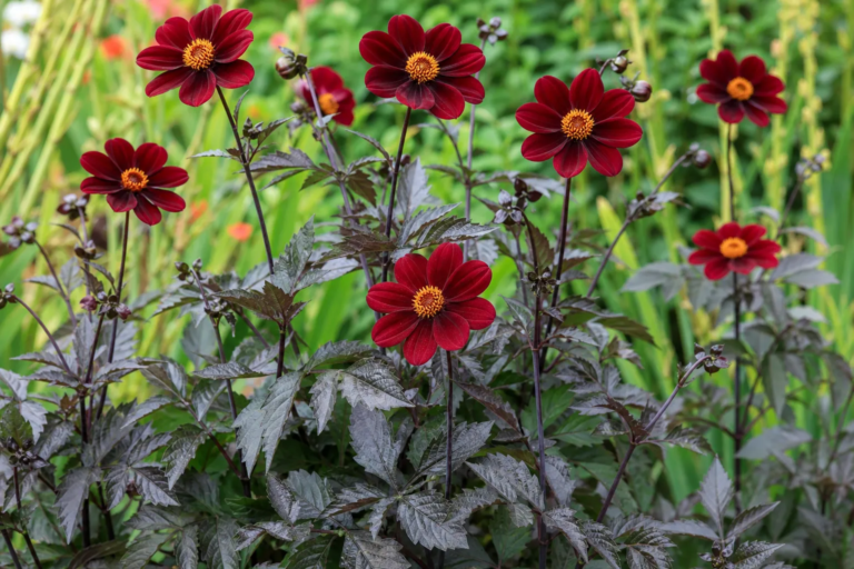Dahlia 'Mexican Star'