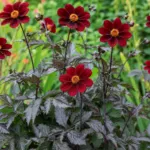 Dahlia ‘Mexican Star’ (Dahlia 'Mexican Star') – plant photo